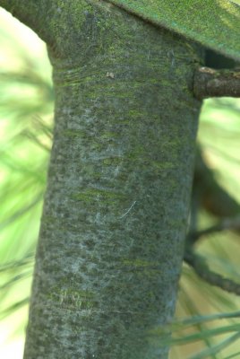 Pinus Armandii - borovice armandova - kůra